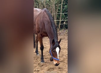 Cavallo sportivo irlandese, Giumenta, 12 Anni, 160 cm, Baio