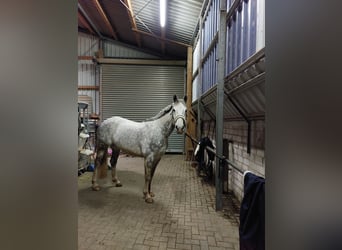 Cavallo sportivo irlandese, Giumenta, 12 Anni, 160 cm, Grigio