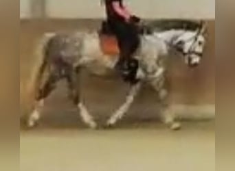 Cavallo sportivo irlandese, Giumenta, 12 Anni, 160 cm, Grigio