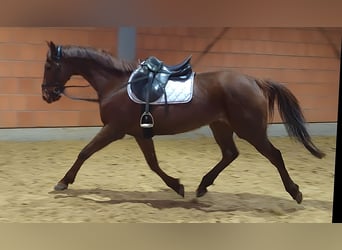 Cavallo sportivo irlandese, Giumenta, 12 Anni, 160 cm, Sauro scuro