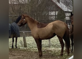 Cavallo sportivo irlandese, Giumenta, 12 Anni, 164 cm, Sauro