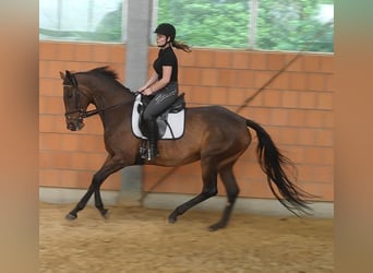 Cavallo sportivo irlandese, Giumenta, 12 Anni, 165 cm, Baio