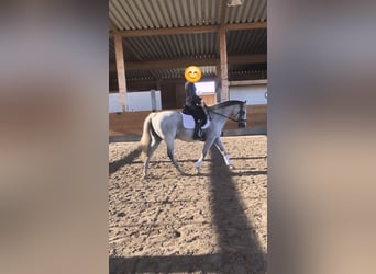 Cavallo sportivo irlandese, Giumenta, 12 Anni, 165 cm, Grigio