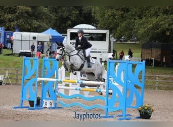 Cavallo sportivo irlandese, Giumenta, 12 Anni, 167 cm, Grigio