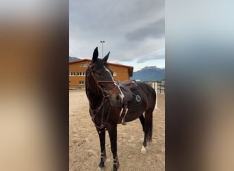 Cavallo sportivo irlandese, Giumenta, 12 Anni, 168 cm, Baio nero