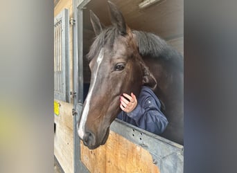 Cavallo sportivo irlandese, Giumenta, 12 Anni, 168 cm, Baio nero