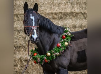 Cavallo sportivo irlandese, Giumenta, 12 Anni, 168 cm, Baio nero