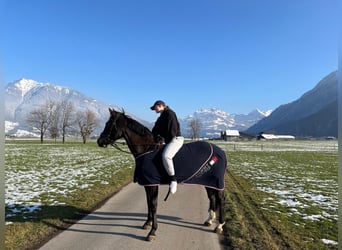 Cavallo sportivo irlandese, Giumenta, 12 Anni, 168 cm, Baio nero