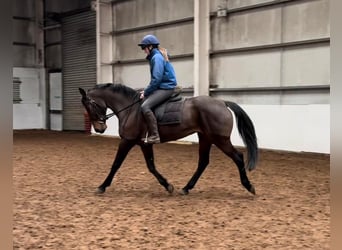 Cavallo sportivo irlandese, Giumenta, 13 Anni, 156 cm, Baio ciliegia