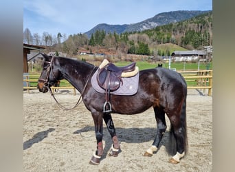 Cavallo sportivo irlandese, Giumenta, 13 Anni, 156 cm, Baio scuro