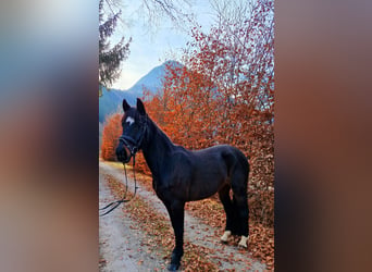Cavallo sportivo irlandese, Giumenta, 13 Anni, 156 cm, Baio scuro