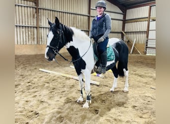 Cavallo sportivo irlandese, Giumenta, 13 Anni, 156 cm, Pezzato