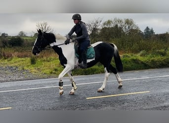 Cavallo sportivo irlandese, Giumenta, 13 Anni, 156 cm, Pezzato