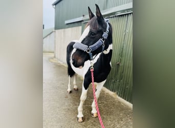 Cavallo sportivo irlandese, Giumenta, 13 Anni, 156 cm, Pezzato