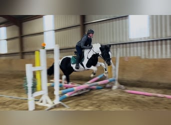 Cavallo sportivo irlandese, Giumenta, 13 Anni, 156 cm, Pezzato