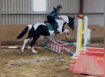 Cavallo sportivo irlandese, Giumenta, 13 Anni, 156 cm, Pezzato