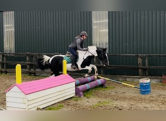 Cavallo sportivo irlandese, Giumenta, 13 Anni, 156 cm, Pezzato
