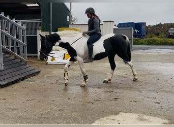 Cavallo sportivo irlandese, Giumenta, 13 Anni, 156 cm, Pezzato