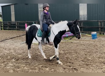 Cavallo sportivo irlandese, Giumenta, 13 Anni, 156 cm, Pezzato