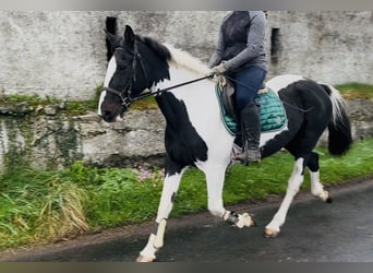 Cavallo sportivo irlandese, Giumenta, 13 Anni, 156 cm, Pezzato