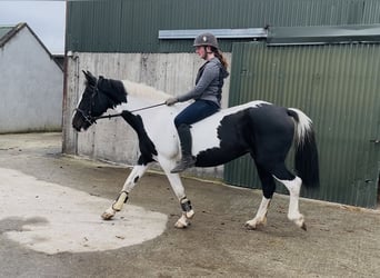 Cavallo sportivo irlandese, Giumenta, 13 Anni, 156 cm, Pezzato