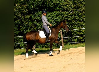 Cavallo sportivo irlandese, Giumenta, 13 Anni, 161 cm, Baio scuro