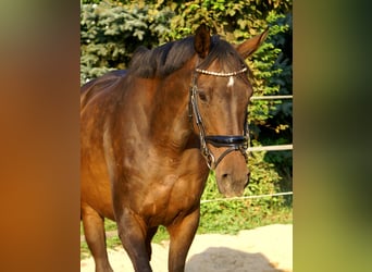 Cavallo sportivo irlandese, Giumenta, 13 Anni, 161 cm, Baio scuro