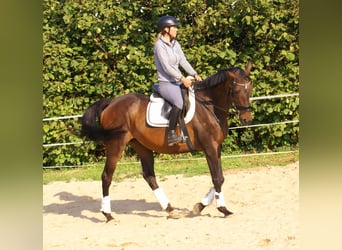 Cavallo sportivo irlandese, Giumenta, 13 Anni, 161 cm, Baio scuro