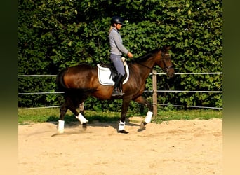 Cavallo sportivo irlandese, Giumenta, 13 Anni, 161 cm, Baio scuro