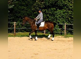 Cavallo sportivo irlandese, Giumenta, 13 Anni, 161 cm, Baio scuro