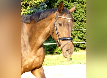 Cavallo sportivo irlandese, Giumenta, 13 Anni, 161 cm, Baio scuro