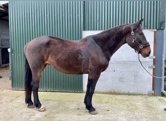 Cavallo sportivo irlandese, Giumenta, 13 Anni, 165 cm, Baio