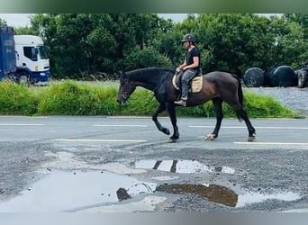 Cavallo sportivo irlandese, Giumenta, 13 Anni, 165 cm, Baio