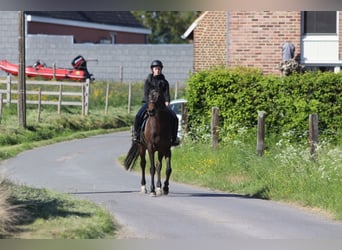 Cavallo sportivo irlandese, Giumenta, 13 Anni, 165 cm, Baio nero