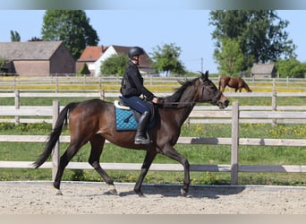 Cavallo sportivo irlandese, Giumenta, 13 Anni, 165 cm, Baio nero