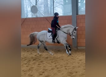 Cavallo sportivo irlandese, Giumenta, 13 Anni, 167 cm, Grigio pezzato