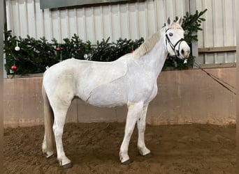 Cavallo sportivo irlandese, Giumenta, 14 Anni, 165 cm, Grigio
