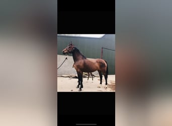 Cavallo sportivo irlandese Mix, Giumenta, 14 Anni, 167 cm, Baio ciliegia