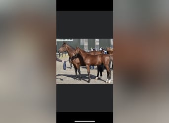 Cavallo sportivo irlandese Mix, Giumenta, 14 Anni, 167 cm, Baio ciliegia