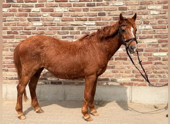 Cavallo sportivo irlandese, Giumenta, 15 Anni, 137 cm, Sauro