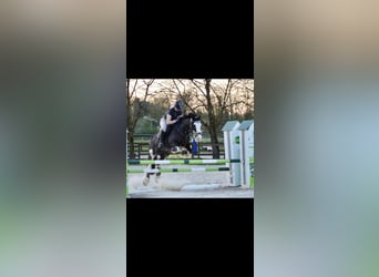 Cavallo sportivo irlandese Mix, Giumenta, 15 Anni, 148 cm, Baio nero