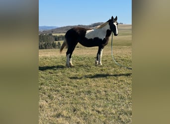 Cavallo sportivo irlandese Mix, Giumenta, 15 Anni, 152 cm, Pezzato