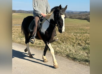 Cavallo sportivo irlandese Mix, Giumenta, 15 Anni, 152 cm, Pezzato