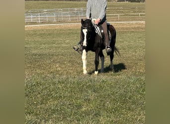 Cavallo sportivo irlandese Mix, Giumenta, 15 Anni, 152 cm, Pezzato