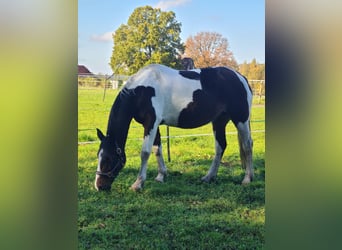 Cavallo sportivo irlandese Mix, Giumenta, 15 Anni, 153 cm, Pezzato