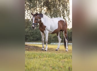 Cavallo sportivo irlandese, Giumenta, 15 Anni, 157 cm, Pezzato