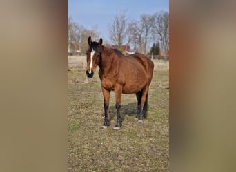 Cavallo sportivo irlandese, Giumenta, 15 Anni, 162 cm, Baio