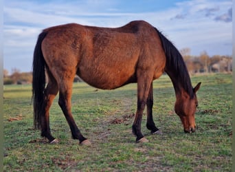 Cavallo sportivo irlandese, Giumenta, 15 Anni, 162 cm, Baio