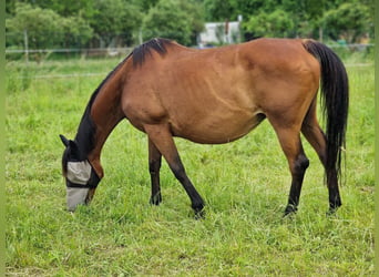Cavallo sportivo irlandese, Giumenta, 15 Anni, 162 cm, Baio