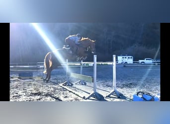 Cavallo sportivo irlandese, Giumenta, 15 Anni, 167 cm, Sauro scuro